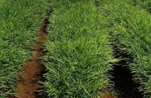 Ginger growing in rows